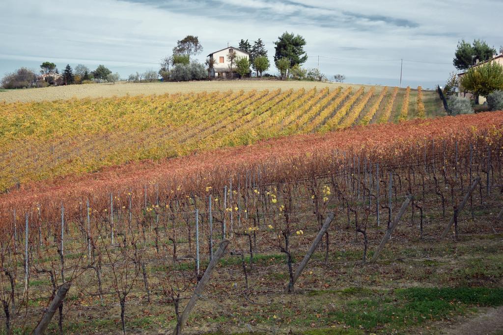 Agriturismo Al Rifugio Divino Belvedere Ostrense Kültér fotó