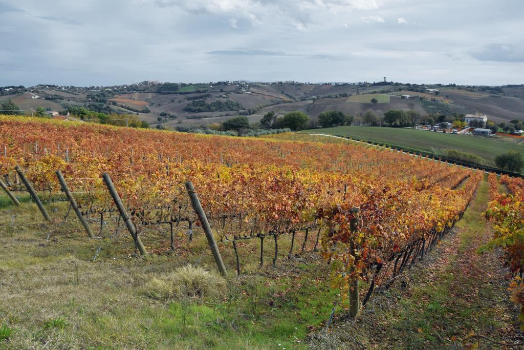 Agriturismo Al Rifugio Divino Belvedere Ostrense Kültér fotó